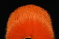 FutureFly Shadow Fox Ginger Høykvalitets myke kroppshår til fluer